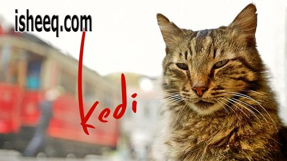 فيلم Kedi مترجم | كيدي